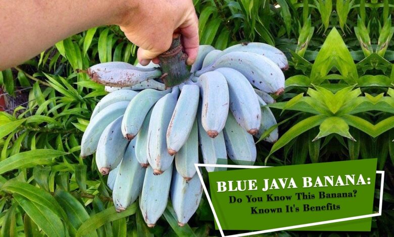 Blue Java Banana, Himsedpills