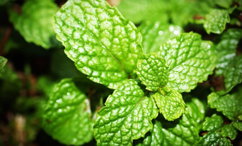 mint leaves