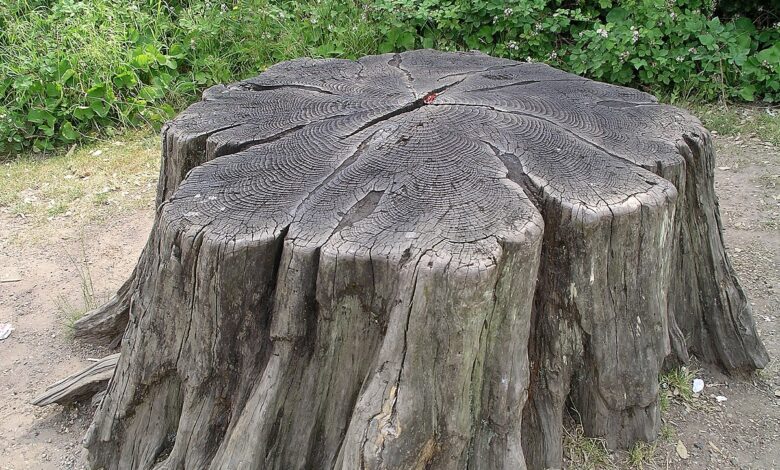 tree stump removal