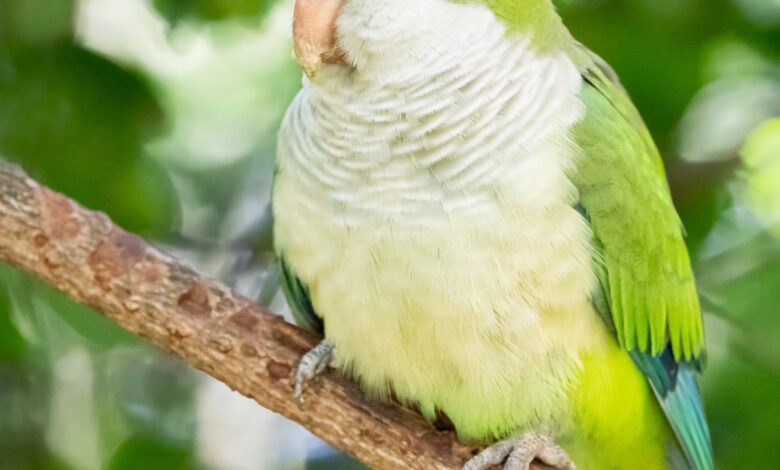 green quaker parrot for sale