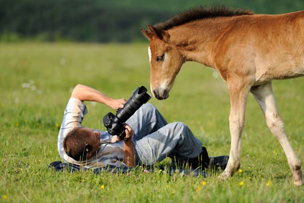 career in wildlife photography