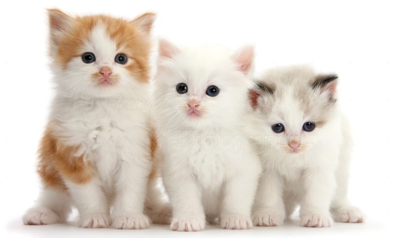 White kittens for sale