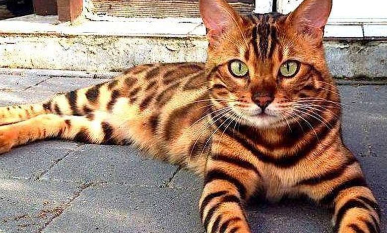 Bengal Kittens For Sale