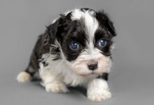 Bernedoodle Lifespan