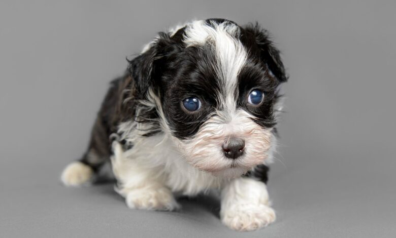 Bernedoodle Lifespan