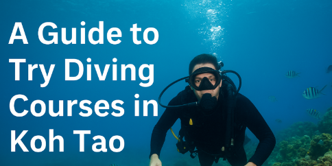 Try Diving course in Thailand, Koh Tao