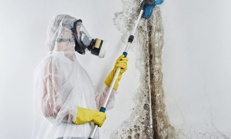 Mold Removal Restoration in Minneapolis