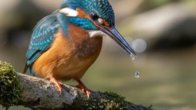 wildlife photography workshops